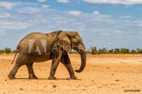 Picture of Male elephant walking in the dry western part of Etosha National Park in Namibia